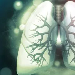 Image of a pair of human lungs