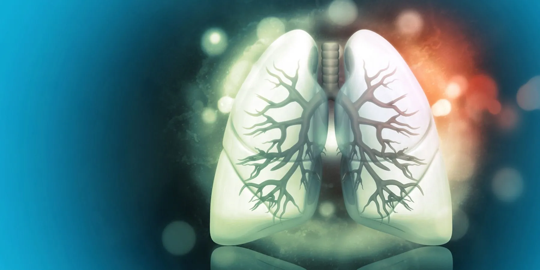 Image of a pair of human lungs