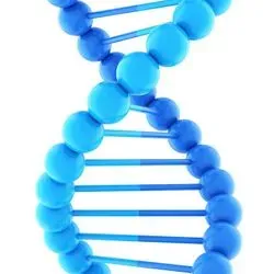 DNA double helixes made of plastic