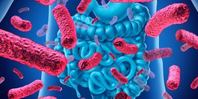 Computer image of bacteria around the human intestines