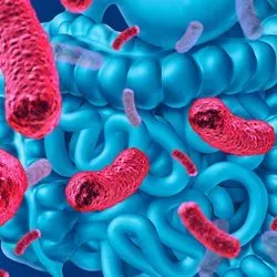 Computer image of bacteria around the human intestines