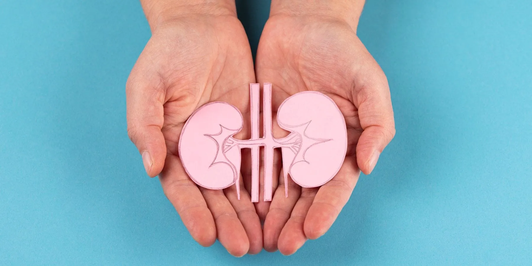 Human hands holding a paper cut out of human kidneys
