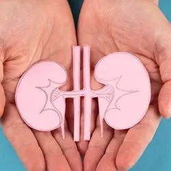 Human hands holding a paper cut out of human kidneys