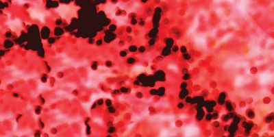 A photo of red blood cells on a glass slide.