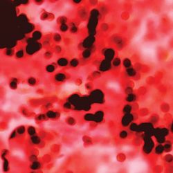 A photo of red blood cells on a glass slide.