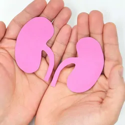 Human holding a paper cut out of human kidneys