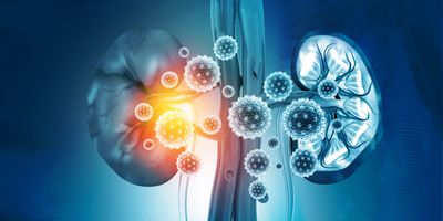 Computer image of human kidneys being damaged by infection