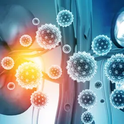 Computer image of human kidneys being damaged by infection