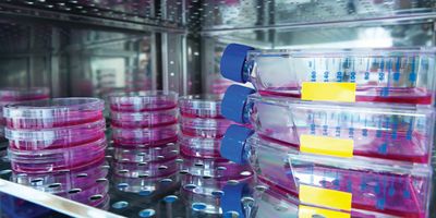 Photo of cell culture dishes inside of a cell culture incubator