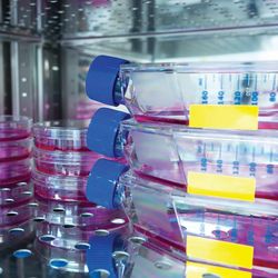 Photo of cell culture dishes inside of a cell culture incubator