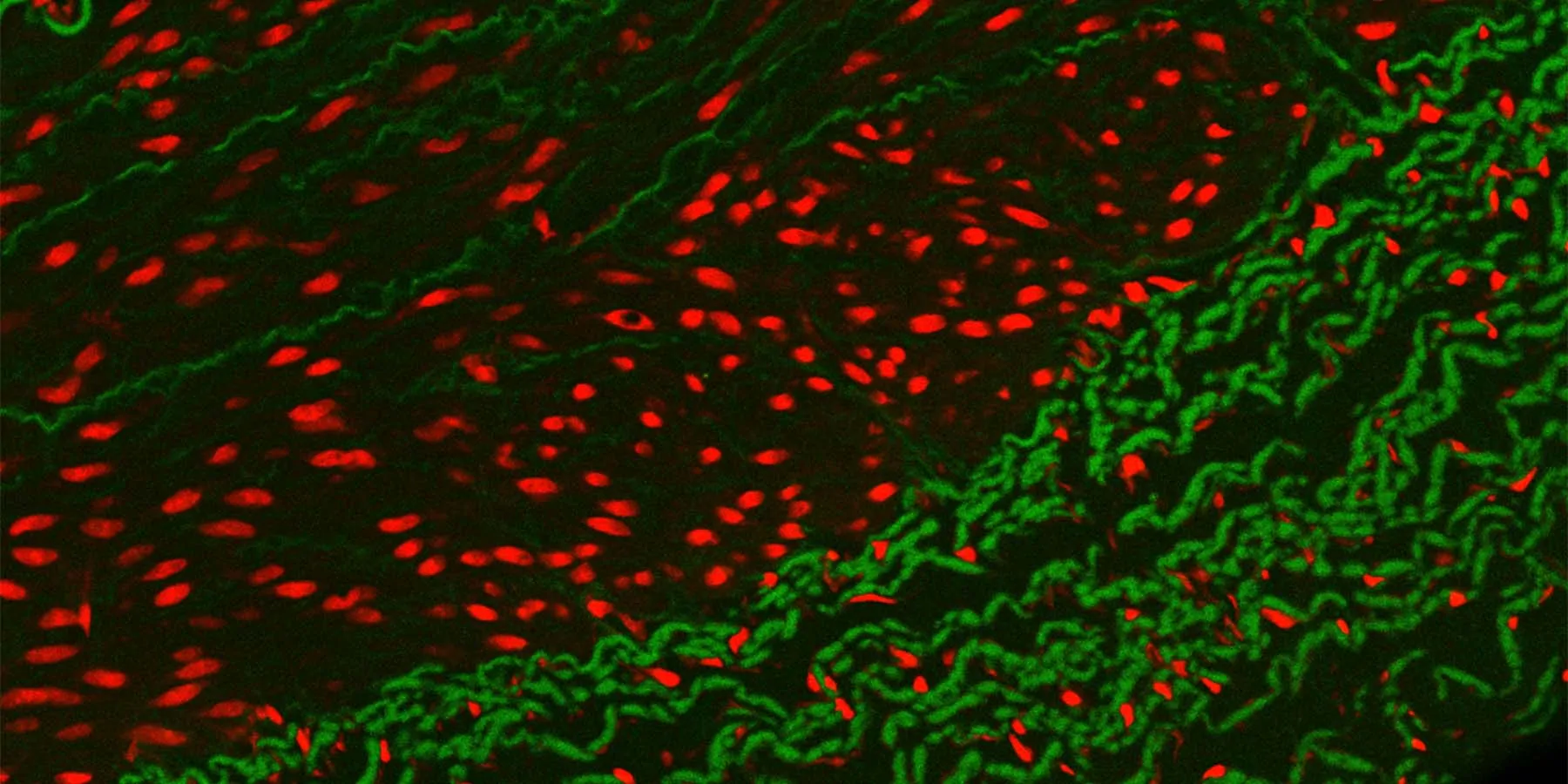 Photo of fluorescence in situ hybridization with red dots and green dots on a black background 