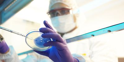 A clinical lab professional works with cell therapies in a biological safety cabinet