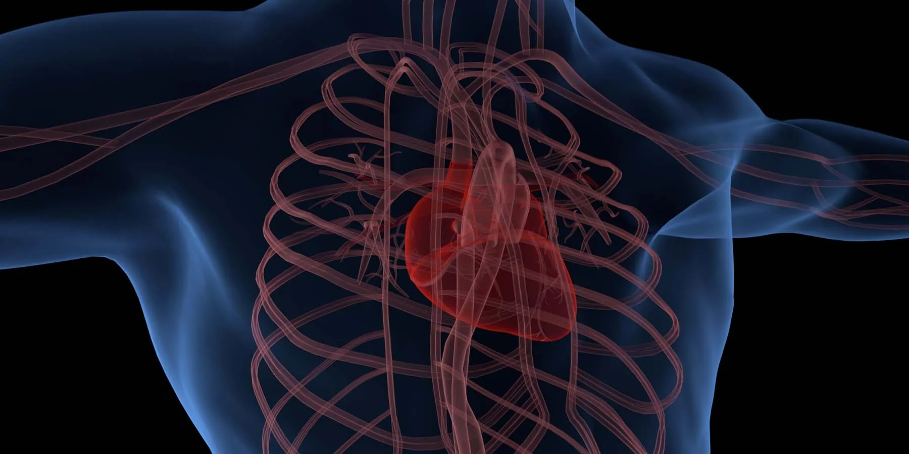 Computer image of a human rib cage and heart