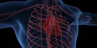 Computer image of a human rib cage and heart