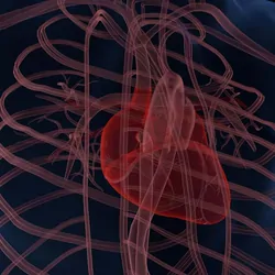 Computer image of a human rib cage and heart