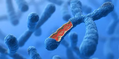 Human chromosomes with DNA visible on a blue backdrop