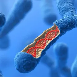Human chromosomes with DNA visible on a blue backdrop