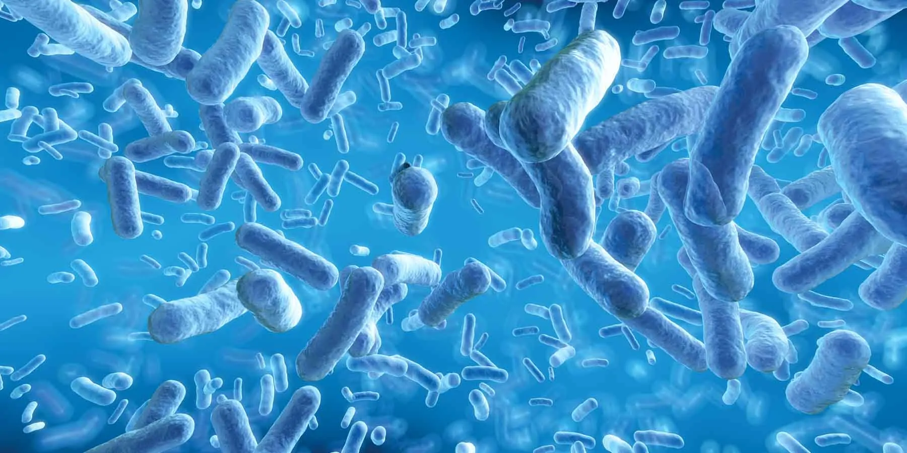 Computer images of bacteria floating in a blue medium