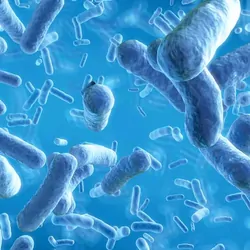 Computer images of bacteria floating in a blue medium