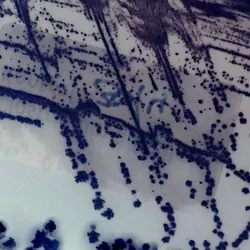Agar plate with bacterial growth smear in purple