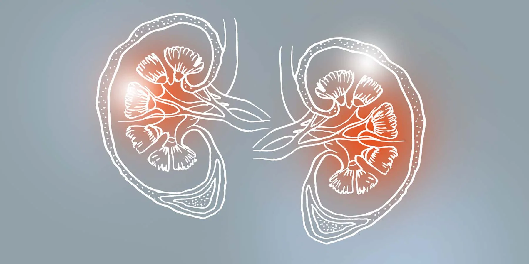 Drawing of human kidneys on grey paper