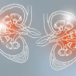 Drawing of human kidneys on grey paper