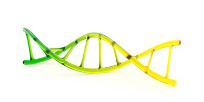 A green, glass DNA model on a white background