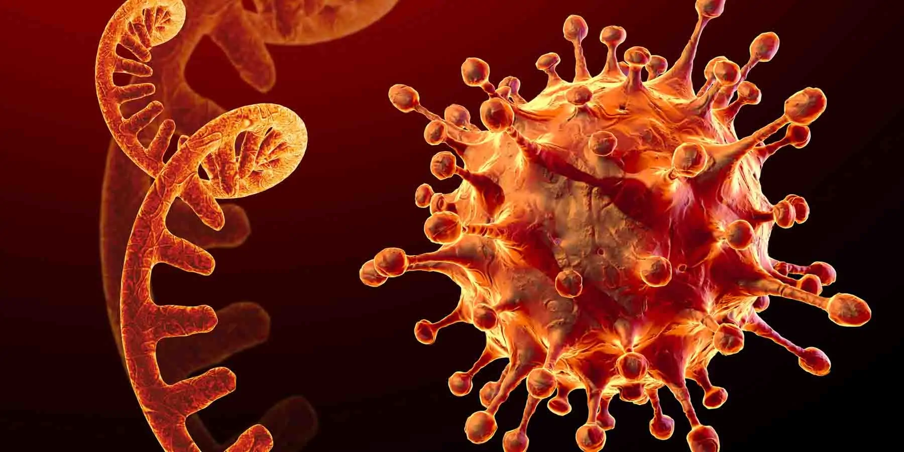 Illustration of the coronavirus next to a DNA sequence from a fungal pathogen.