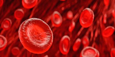 Red blood cells in a vein