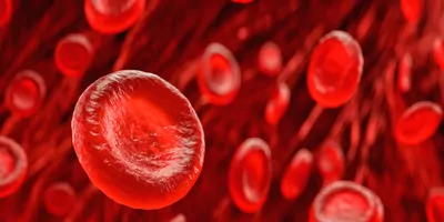 Red blood cells in a vein