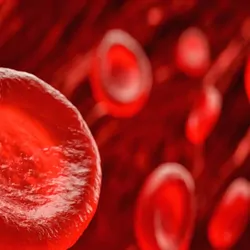 Red blood cells in a vein