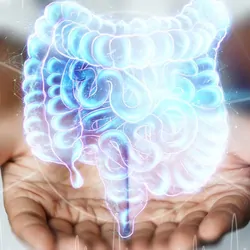 Person holding a holigraph of the human intestines