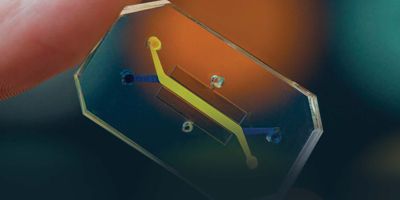 Photo of the Lung Airway Chip