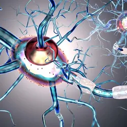 Neuron cells on a grey background