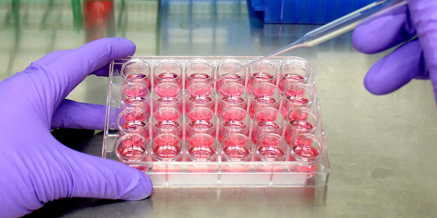 Researcher wearing gloves and pippetting into a cell culture tray