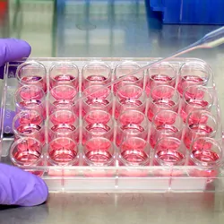 Researcher wearing gloves and pippetting into a cell culture tray