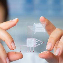 Organ-on-a-Chip: A Personalized Approach to <em>In Vitro</em> Modeling Organ-on-a-Chip: A Personalized Approach to <em>In Vitro</em> Modeling