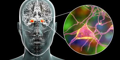 Human brain with the amygdala highlighted in red