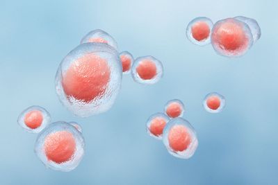 Experimental Noninvasive Tool Monitors Effectiveness of Stem Cell Transplantation