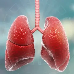 Human lungs on a light blue background