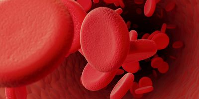 Red blood cells in a vein