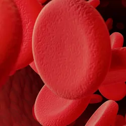 Red blood cells in a vein