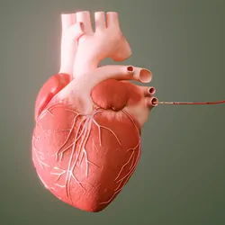 Human heart on a green background with a thread coming off it that makes a heart beat wave