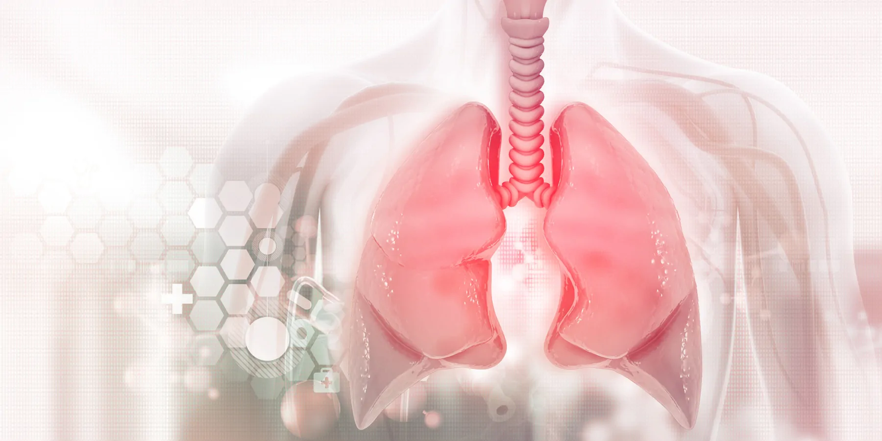 Computer image of 3D human lungs on a light pink background