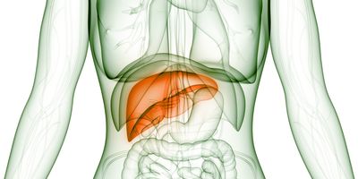 Computer image of a human outline with liver highlighted in orange