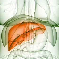 Computer image of a human outline with liver highlighted in orange
