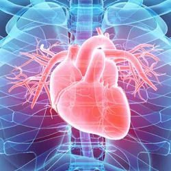3D render of a human and human heart on a blue background. The heart is glowing red