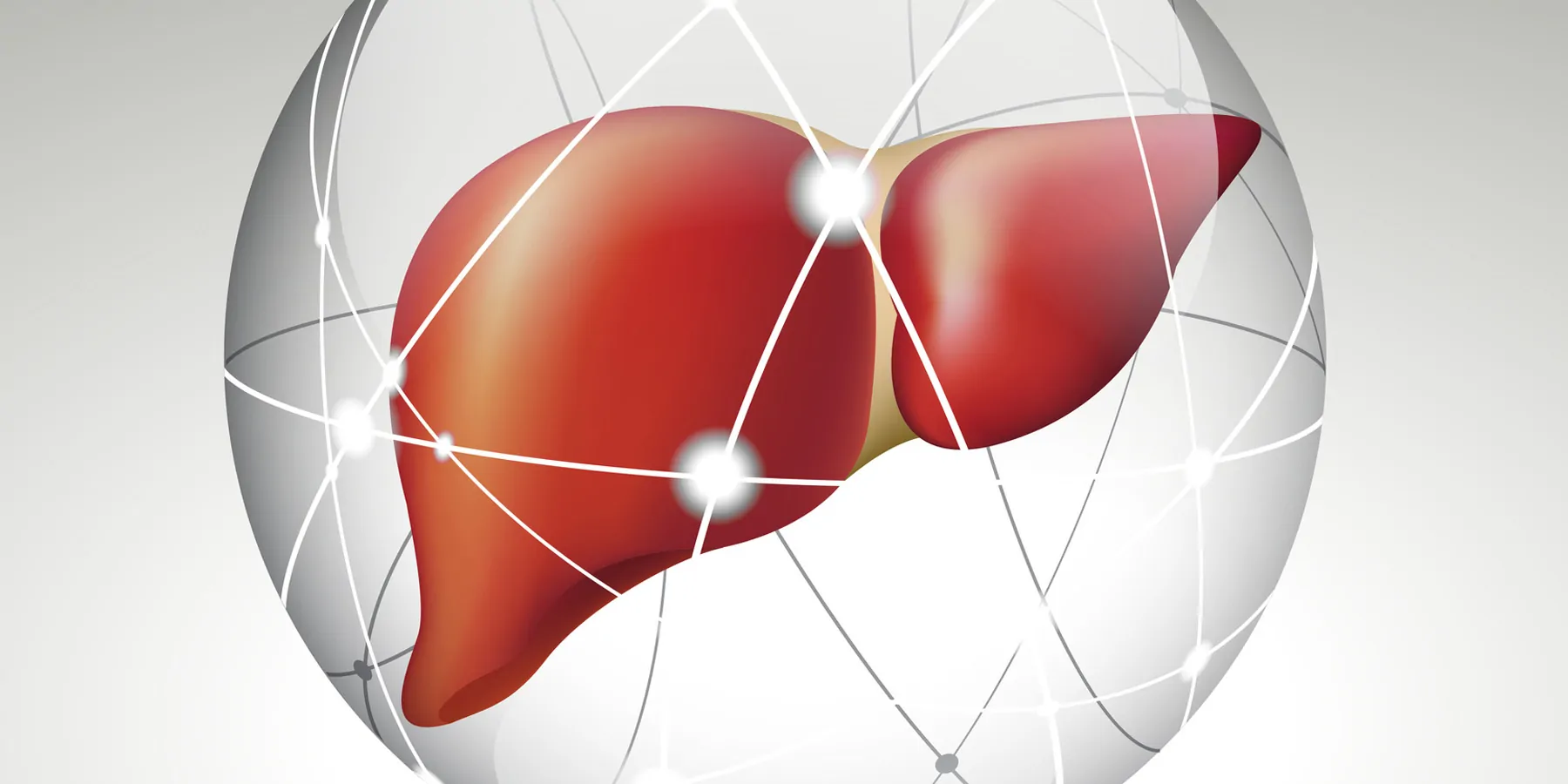 A computer image of a human liver in a protective bubble on a grey background