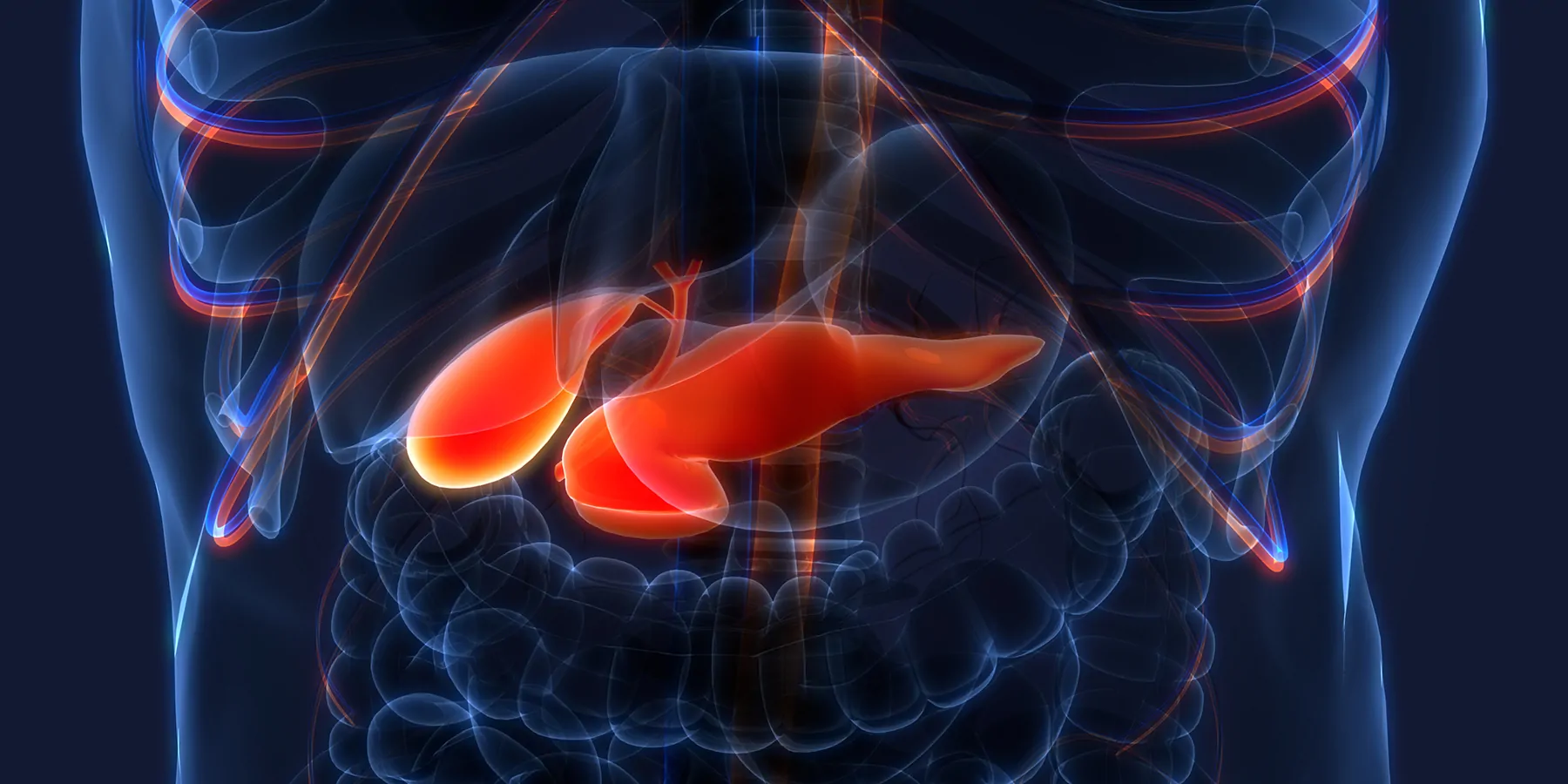 Computer image of human torso with pancreas highlighted in red