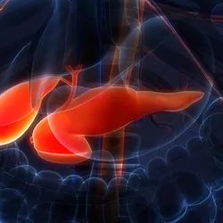 Computer image of human torso with pancreas highlighted in red
